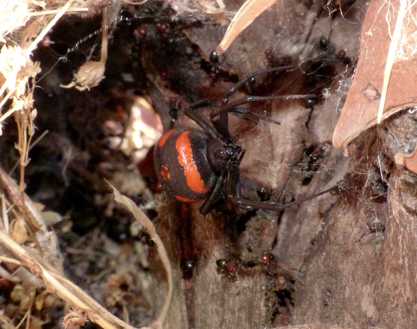 Latrodectus tredecimguttatus: incidente diplomatico